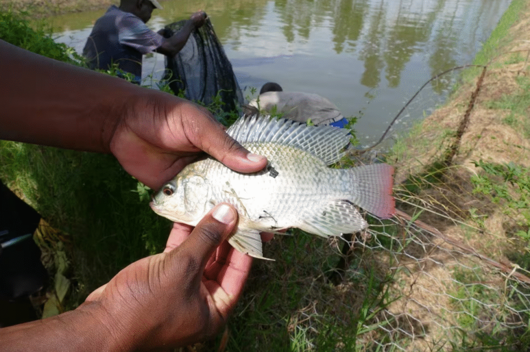JOOTRH Study Finds 60% of Kisumu Market Fish Contaminated With E. Coli